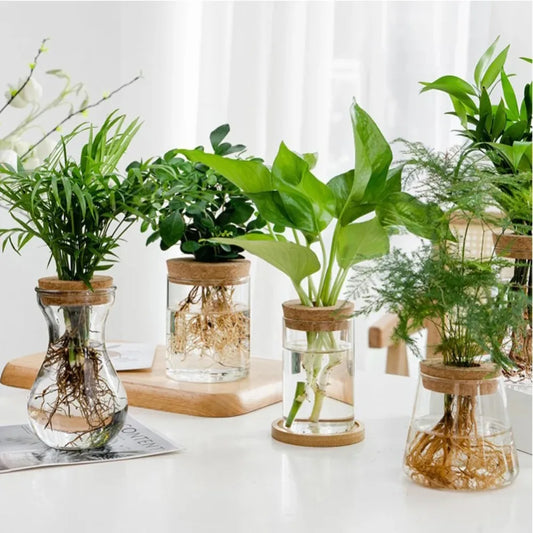 Transparent hydroponic flower vase/pot